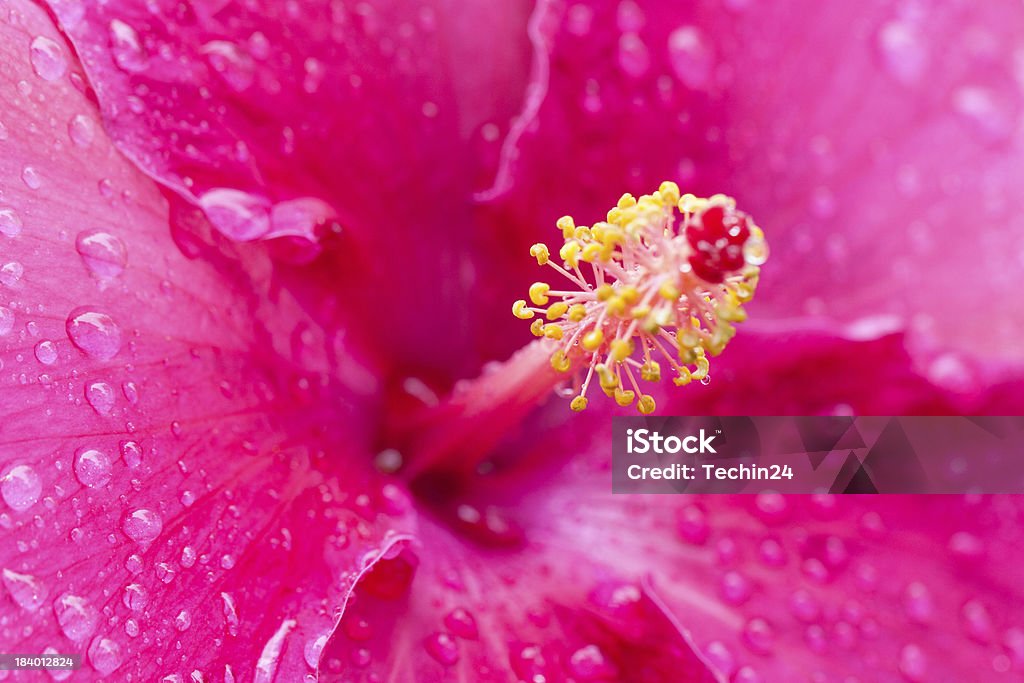 Nahaufnahme, Pink flower - Lizenzfrei Asien Stock-Foto