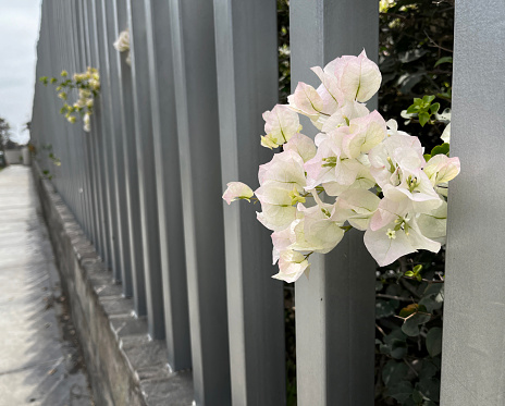 Flowers growing through metal fencing