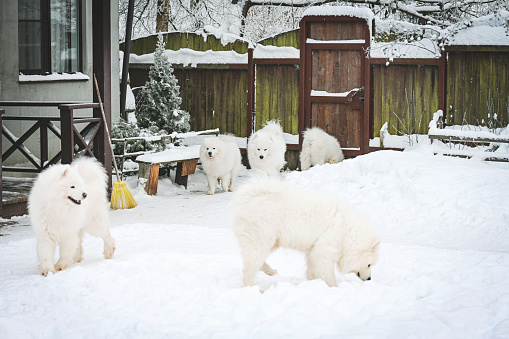 Samoyed dogs walk in the winter garden