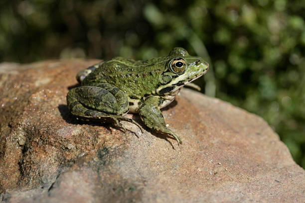 istock Iberian marsh frog, Rana perezi 184013787