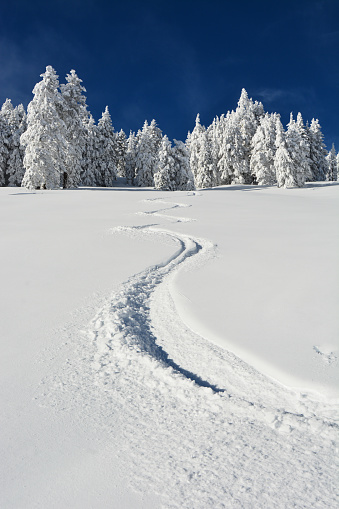 fresh ski tracks in the snow, emerging from a forest