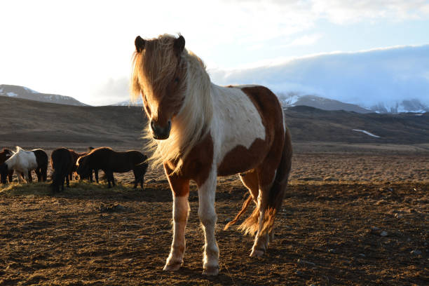 istock Icelandic horse in the sunlight 1840143898
