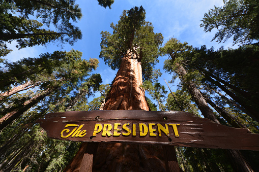 The President, a notable tree in the Giant Forest of Sequoia National Park, California