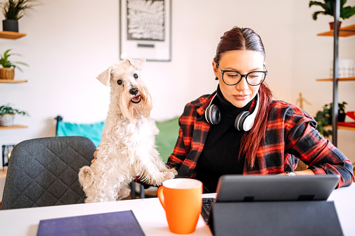 Woman working from home on digital tablet while dog is around