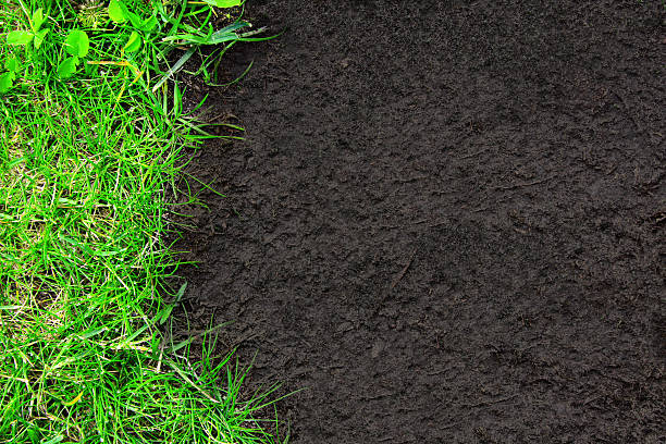 istock Nature background with green grass and soil 184015702