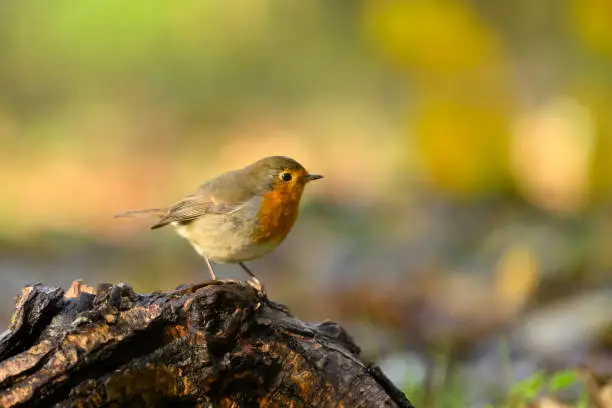 Red Robin Pictures | Download Free Images on Unsplash