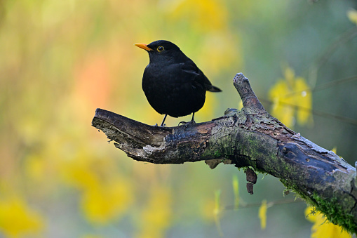 Male blackbird in autumn