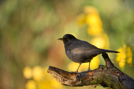 blackbird in autumn