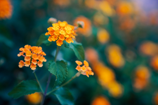 colorful lantana flowers in the park