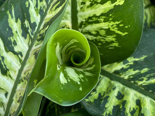 istock Green dieffenbachia leaf in the garden 1840172525
