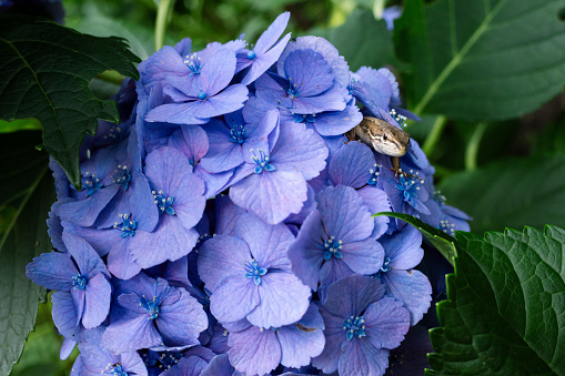 Lizard and hydrangea