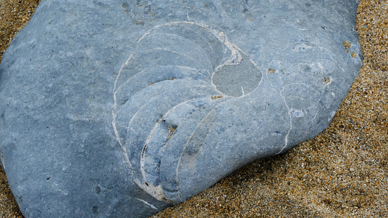 Trace of ammonite fossil on the beach at Lyme Regis, Dorset, uK