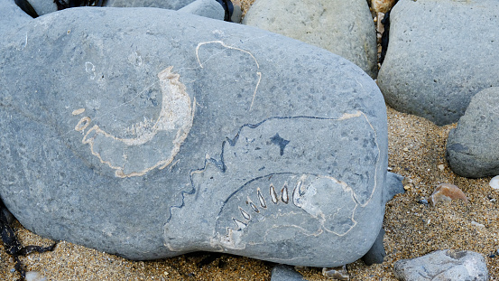 Trace of ammonite fossil on the beach at Lyme Regis, Dorset, uK