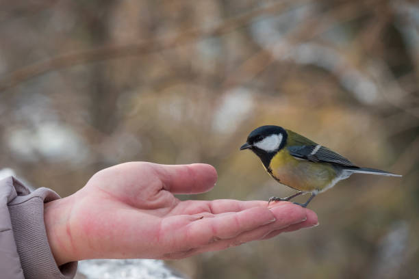 istock Little yellow tit sitting on the human hand. 1840186946