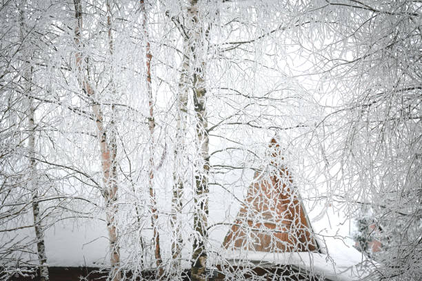 Tree branches with frost outdoors