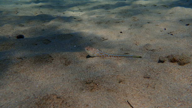 istock Greater weever (Trachinus draco) undersea, Aegean Sea 1840194887