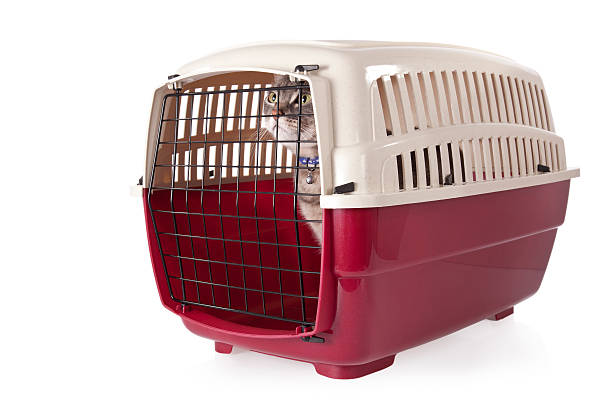 istock cat closed inside pet carrier isolated on white background 184020759