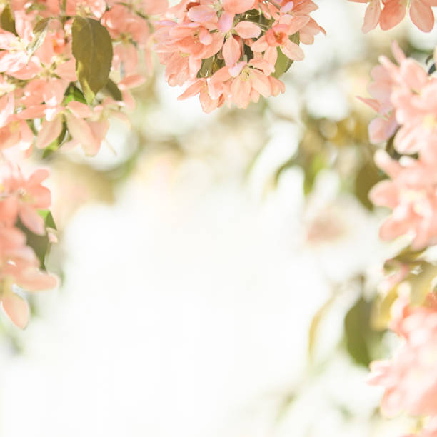 wiosenne tło, ramka w kwiaty w kolorze brzoskwiniowym i biała przestrzeń na kopię. - coty zdjęcia i obrazy z banku zdjęć