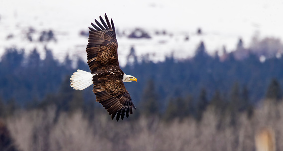 A majestic bald eagle soars overhead.
