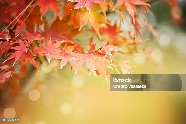 Red Leaves Stock Photo - Download Image Now - Autumn, Branch - Plant Part, Close-up