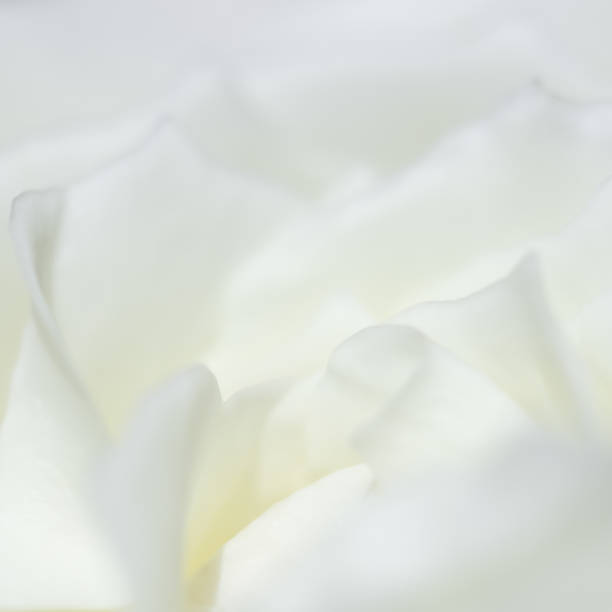 istock Abstract floral background, white rose flower petals 1840221667