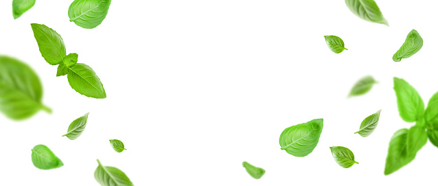 Various green leaf vegetables on kitchen table