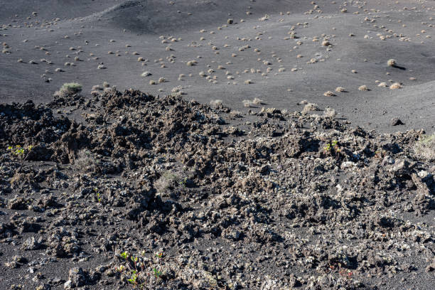 Sparse vegetation around Montanña de Mazo o Negra on volcanic Canary island Lanzarote