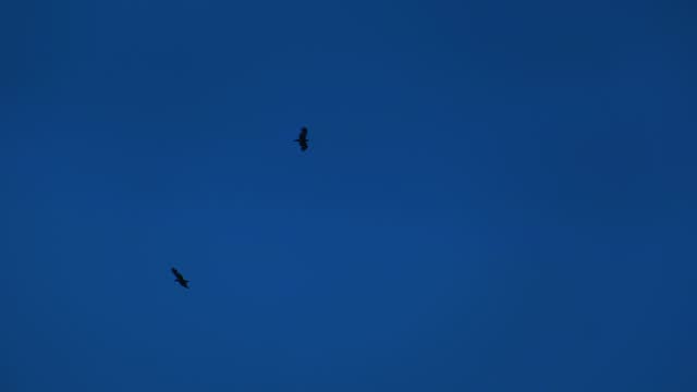 Two silhouetted black birds soaring in at blue sky in tranquil dusk. Eagle or vulture circling