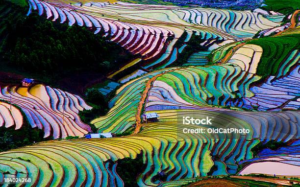 Terrasse Reisfeld Im Wasser Saison Vietnam Stockfoto und mehr Bilder von Landschaft - Landschaft, Reisterrasse, Bunt - Farbton