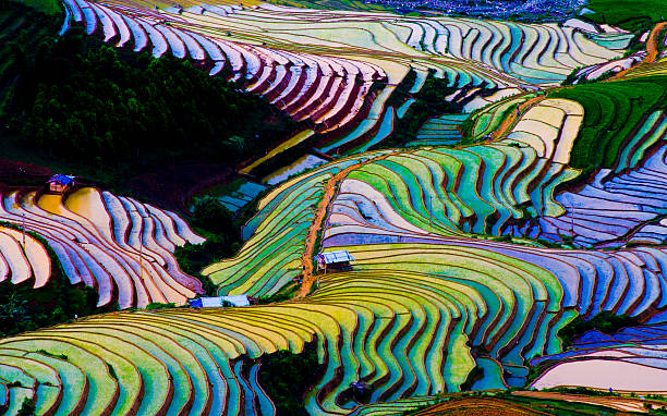 Colorful terraced rice fields in water season in Vietnam Colorful terraced rice field in water season. myanmar photos stock pictures, royalty-free photos & images