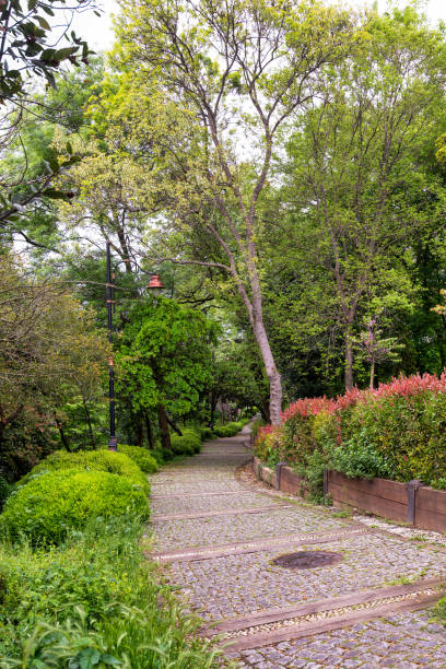 istock Cobblestone winding path leads through green forest with lush tall trees on either sides 1840251029