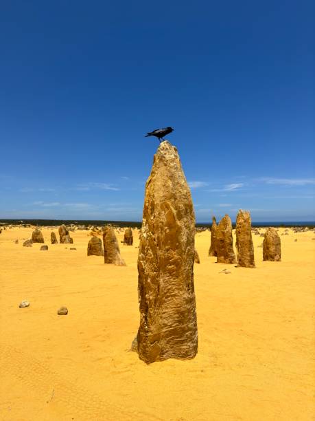 Composite shot of the Pinnacles in Western Australia, an eerie landscape littered with limestone columns.