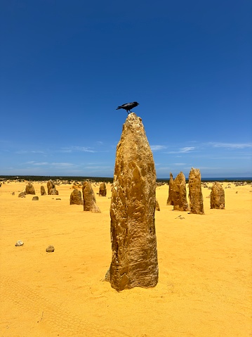 Raven stands on pinnacle rock