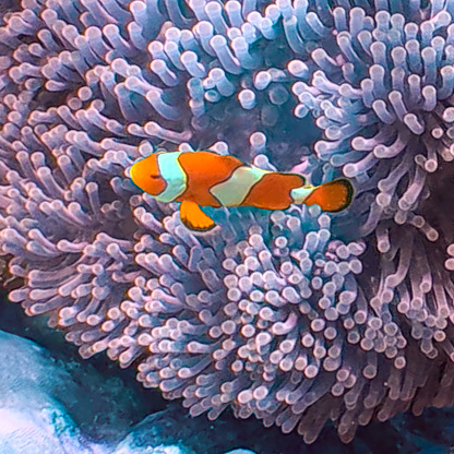 Koh Surin Island in the Andaman sea Thailand teaming with colourful Corel fish clown Fish Nemo