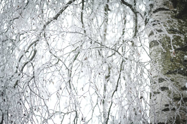 Tree branches with frost outdoors