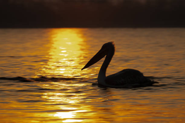 istock Pelican swims across water silhouetted at dawn 1840261252