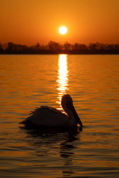 istock Pelican swims silhouetted by reflection of sun 1840262314