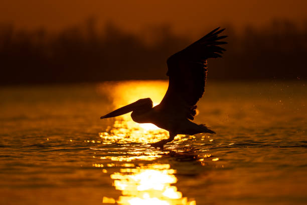 Pelican takes off at dawn from water