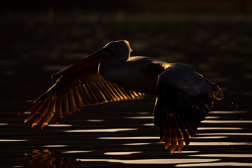 Pelican taking off from water at dusk