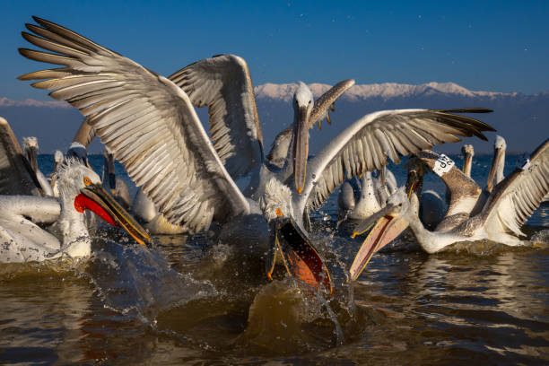 istock Pelicans compete to grab fish in shallows 1840263660