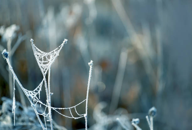Dry grass with cobwebs and hoarfrost on a natural background in cool colors . Selective focus.