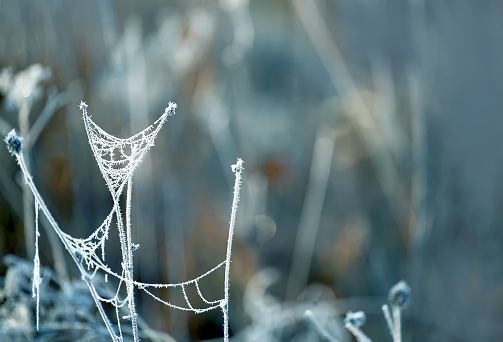 Dry grass with cobwebs and hoarfrost on a natural background in cool colors . Selective focus.