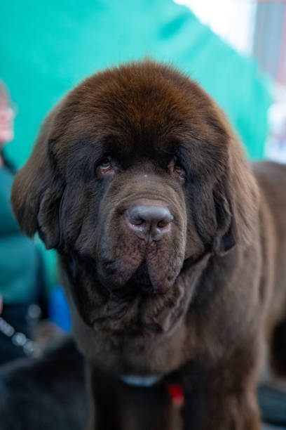 istock Nowofundland dog 1840273979