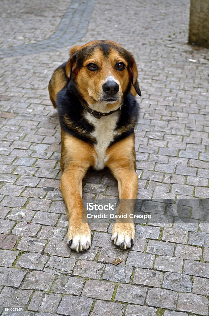 Cão - Royalty-free 2012 Foto de stock