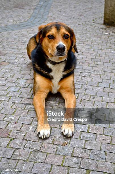 Cão - Fotografias de stock e mais imagens de 2012 - 2012, Animal, Ao Ar Livre