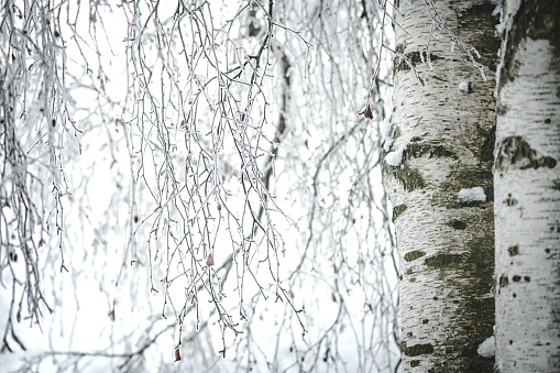 Tree branches with frost outdoors