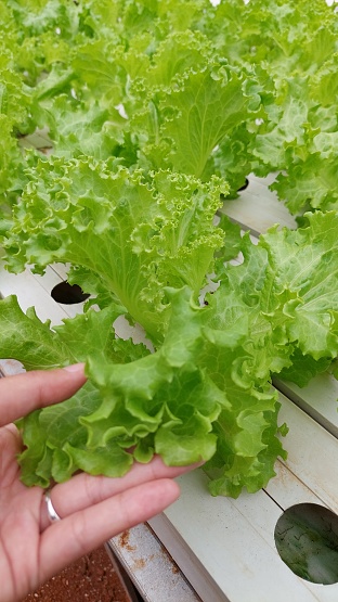 growing vegetables using the hydroponic method