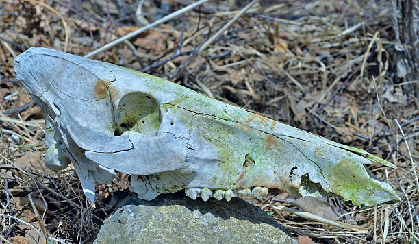 istock Skull of wild boar 184028787