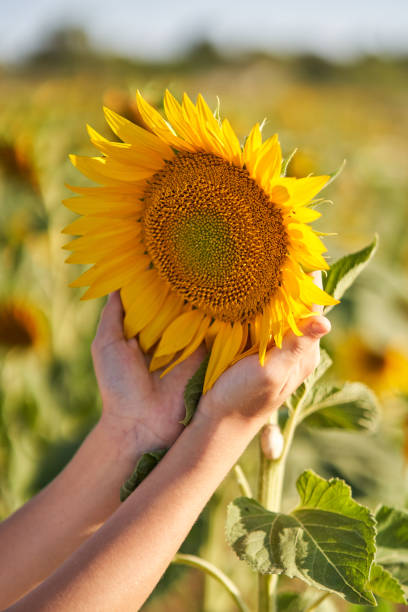 istock Boy touching fresh yellow sunflower in field 1840296890