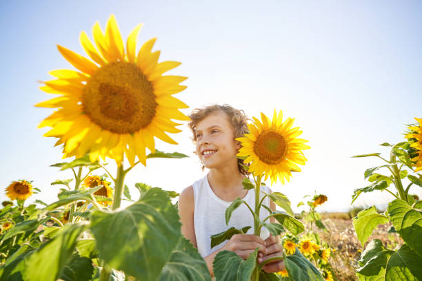 Free Stock Photo of Boy in sunflower field | Download Free Images and ...